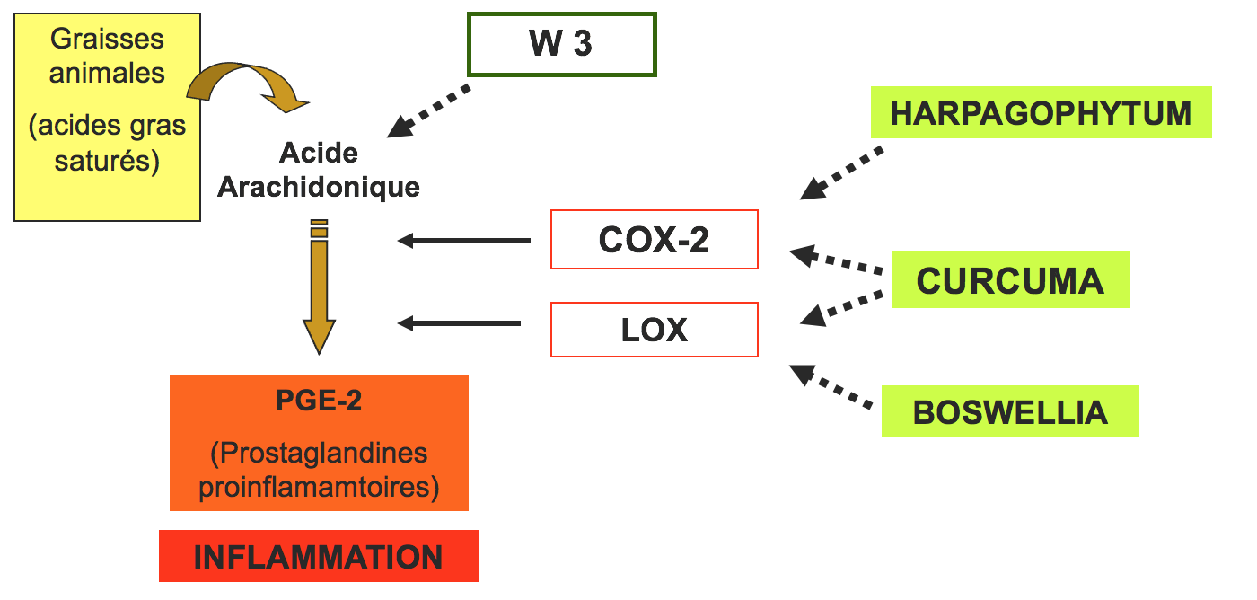 schema-harpalia.png